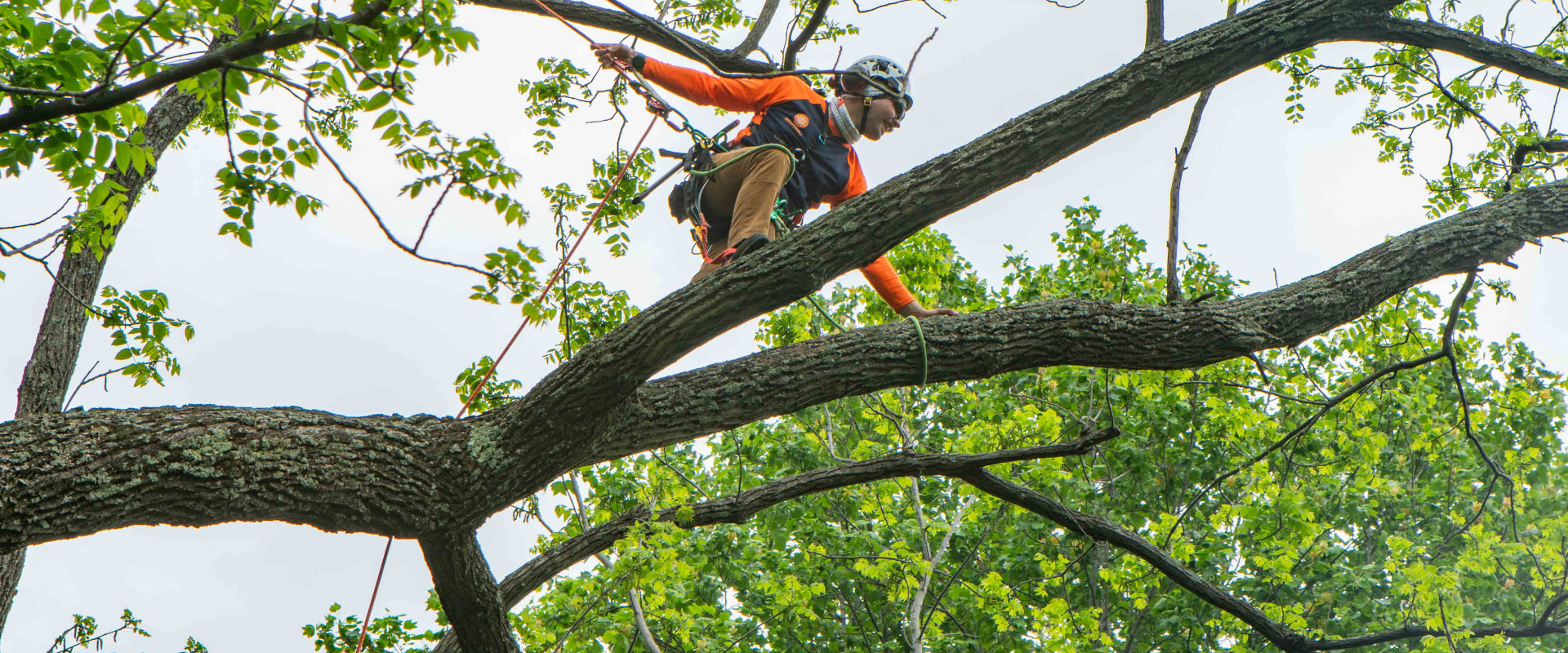 The History of Limbwalker Tree Care in Louisville, Kentucky