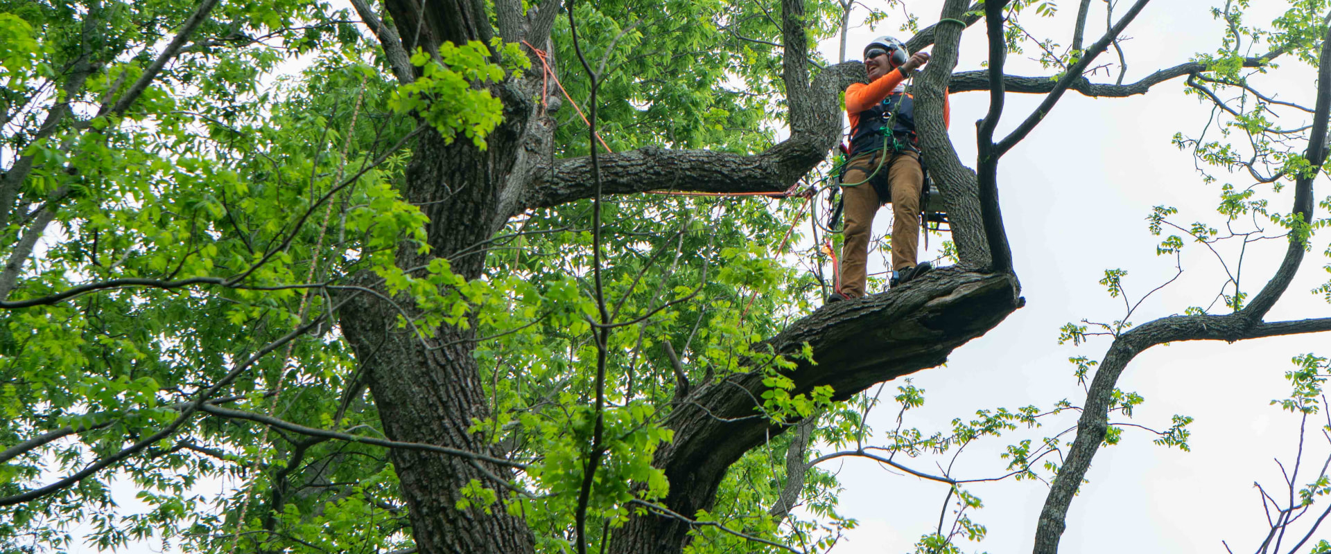 The Eco-Friendly Practices of Limbwalker Tree Care in Louisville, Kentucky