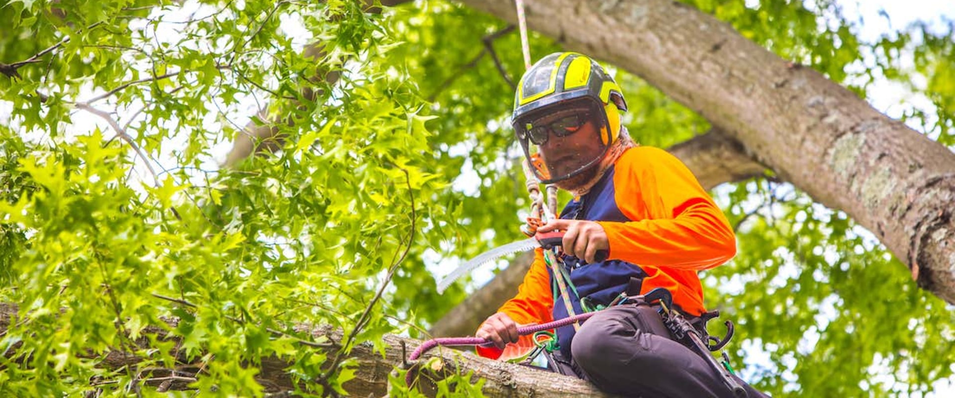 Limbwalker Tree Care: The Best Choice for Tree Services in Louisville