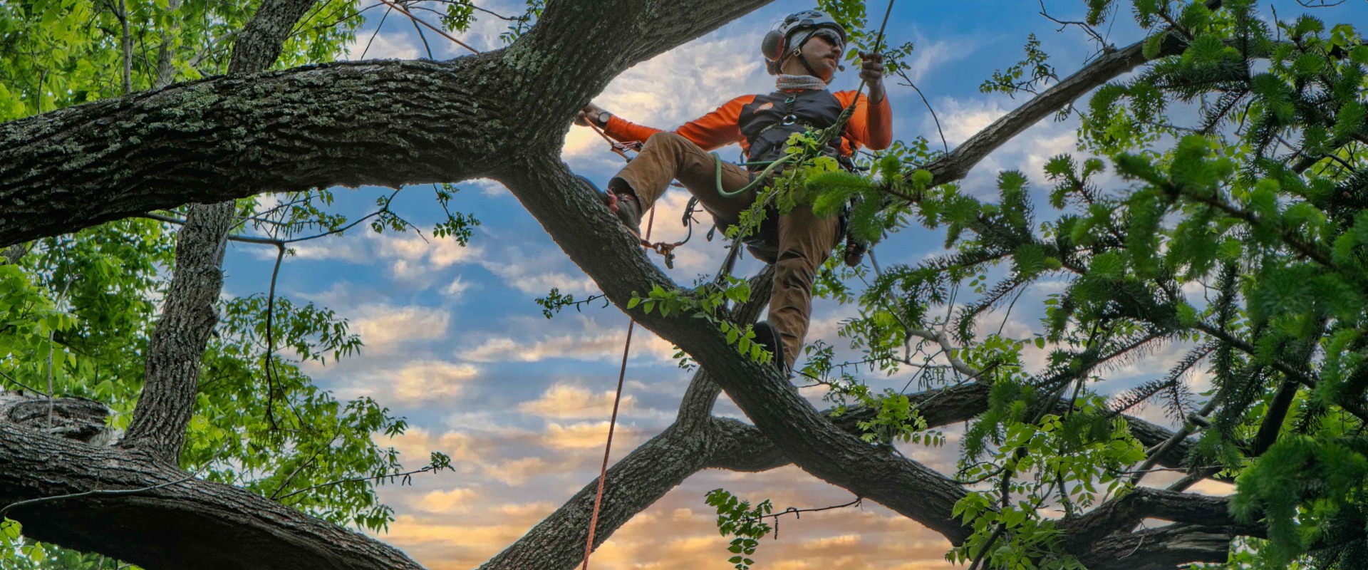 The Average Response Time for Tree Service Requests from Limbwalker Tree Care in Louisville