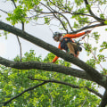 The History of Limbwalker Tree Care in Louisville, Kentucky