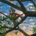 Limbwalker Tree Care: The Top Choice for Tree Services in Louisville