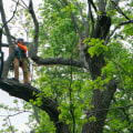 The Eco-Friendly Practices of Limbwalker Tree Care in Louisville, Kentucky