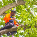 Limbwalker Tree Care: The Best Choice for Tree Services in Louisville