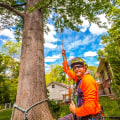 The Typical Timeline for Completing a Tree Care Project with Limbwalker Tree Care in Louisville