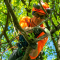 Are the Arborists at Limbwalker Tree Care Certified in Louisville?