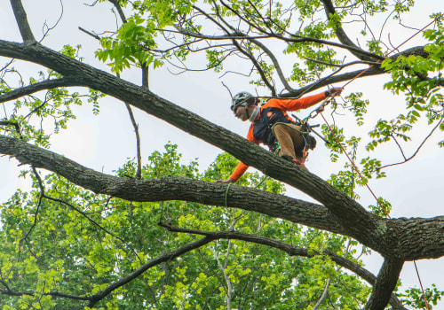 The History of Limbwalker Tree Care in Louisville, Kentucky