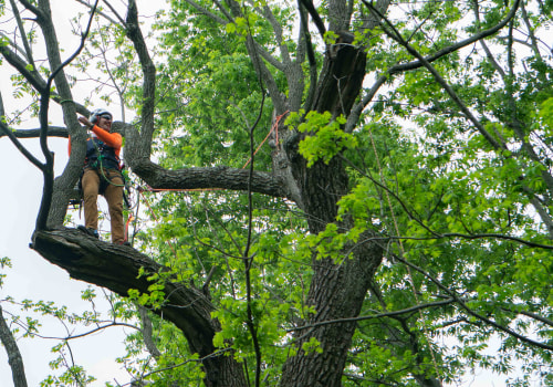 The Eco-Friendly Practices of Limbwalker Tree Care in Louisville, Kentucky