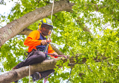 Limbwalker Tree Care: The Best Choice for Tree Services in Louisville