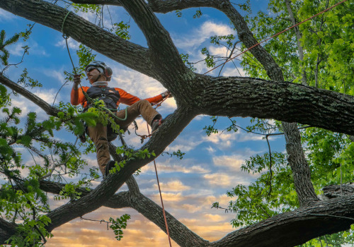 The Average Response Time for Tree Service Requests from Limbwalker Tree Care in Louisville