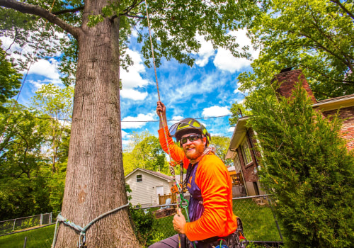 The Typical Timeline for Completing a Tree Care Project with Limbwalker Tree Care in Louisville